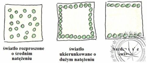 Wpływ światła