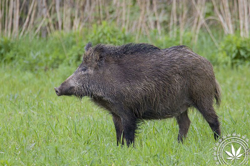 Hukinol 500 ml odstraszacz dzików, saren i jeleni